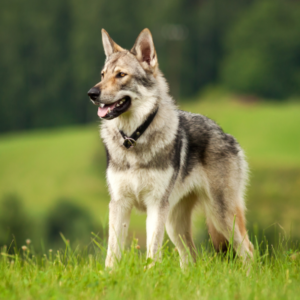 La storia evolutiva del cane moderno