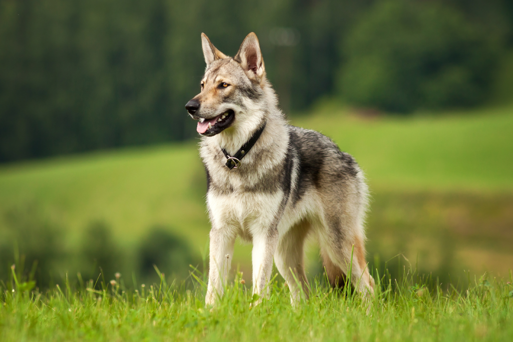 La storia evolutiva del cane moderno