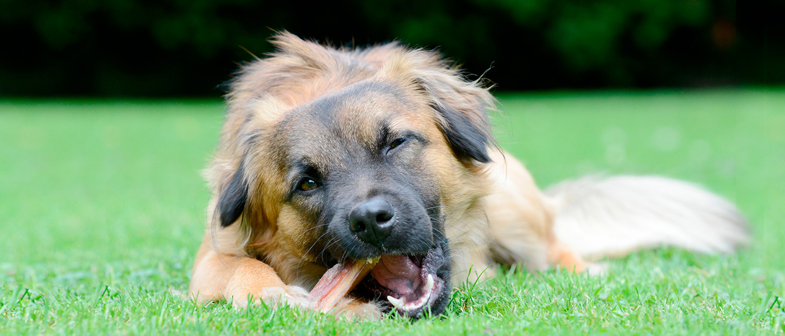 Snack per cani e gatti: una gustosa coccola