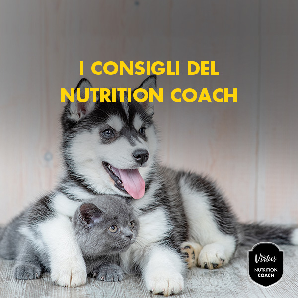 L\'importanza della nutrizione dei cuccioli e gattini