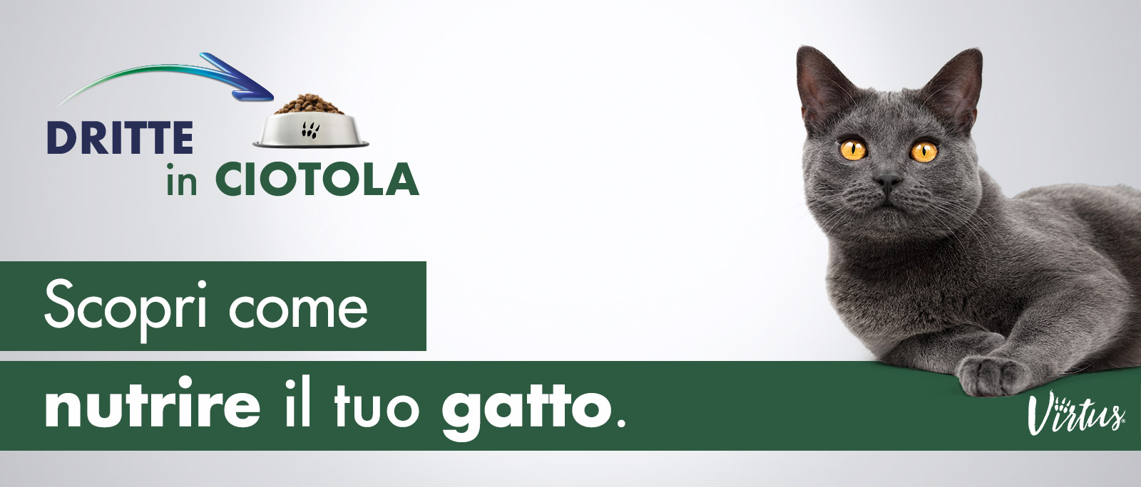 Il gatto: caratteristiche e nutrizione