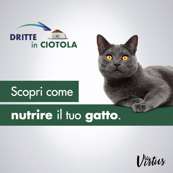 Il gatto: caratteristiche e nutrizione