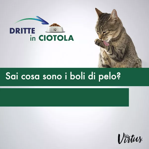 I BOLI DI PELO DEL GATTO